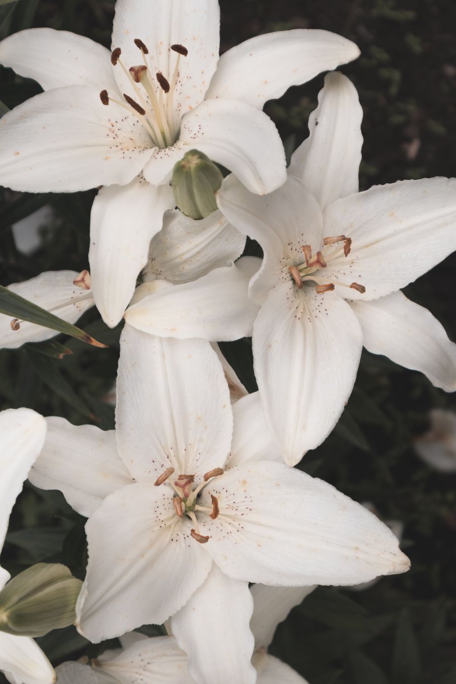 White lilies